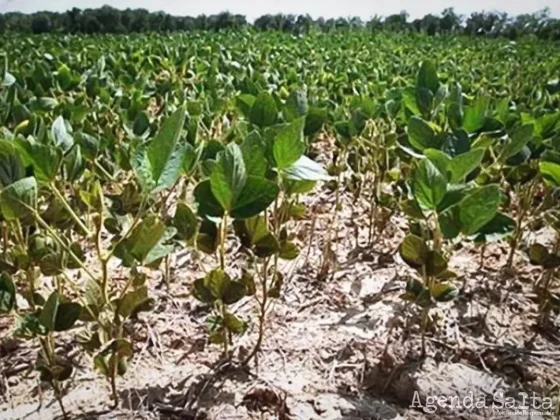 Agro y dólares: la liquidación de divisas se derrumbó un 50 por ciento