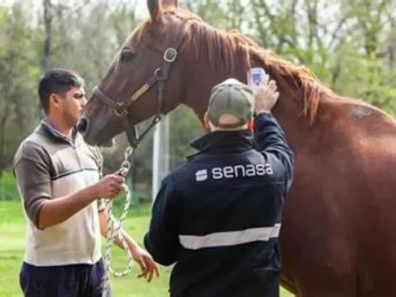 PREOCUPACIÓN: Confirman el primer caso de Encefalomielitis Equina en un hombre de Santa Fe