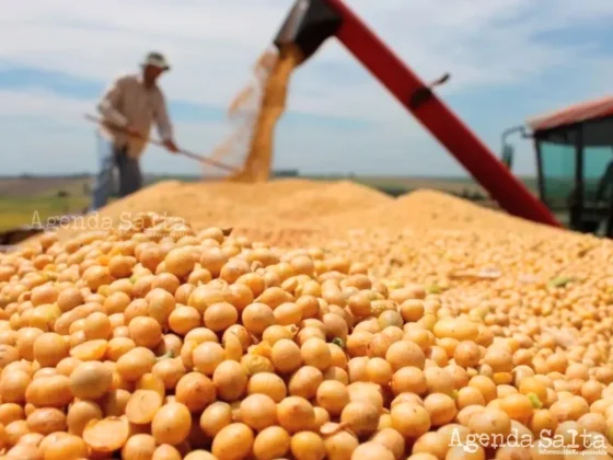 Autorizan el uso de soja con modificaciones genéticas con fines agroindustriales