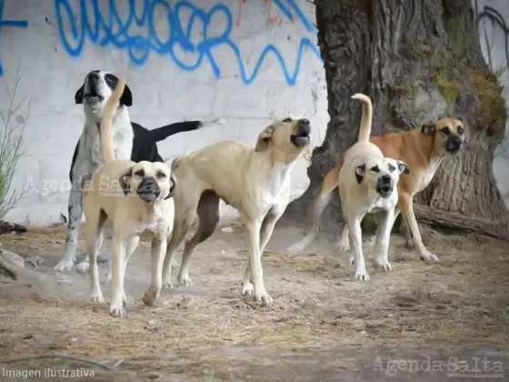 Imputaron al dueño de los perros que atacaron a una mujer en la vía pública