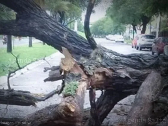 Policía salteño fue aplastado por un árbol que cayó por el viento zonda