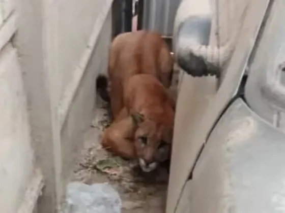 TERROR: una mujer encontró un puma en el garage de su casa