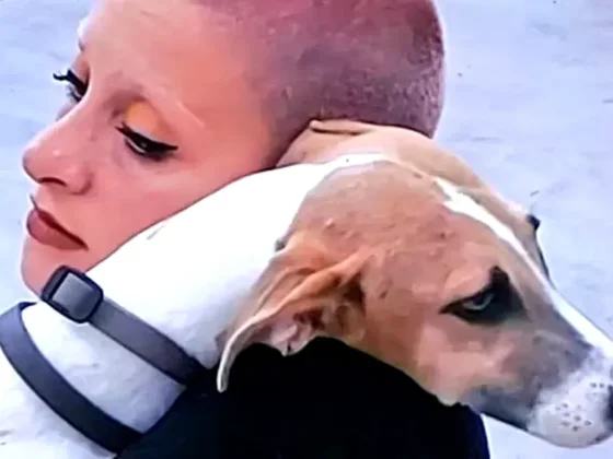 Se conoció cómo sigue la salud del perro Arturo tras el accidente que sufrió en “Gran Hermano 2023″