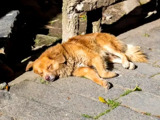 HORROR: un hombre fue detenido después de matar a tiros al perro de su vecina