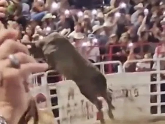 Un toro saltó una valla de un rodeo, hiriendo al menos a tres personas antes de que los vaqueros lo alcanzaran