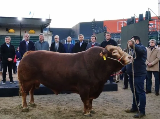 Un toro de 4 años, 1000 kilos y campeón mundial “cortó las cintas” de la Exposición Rural