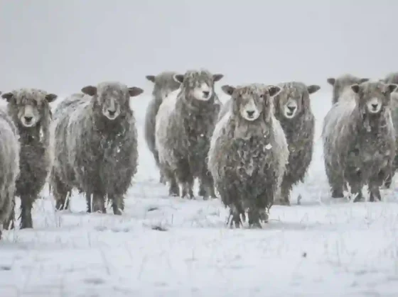 El crudo invierno generó pérdidas por encima del 30% al campo