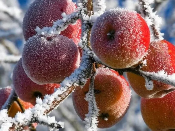 Las frutas y verduras sufrieron un fuerte impacto en el precio tras las intensas heladas