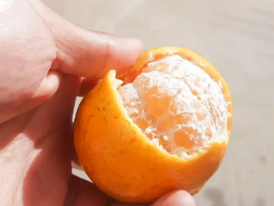 Continúan los días lindos para comer mandarinas al sol ¿vuelve el viento?