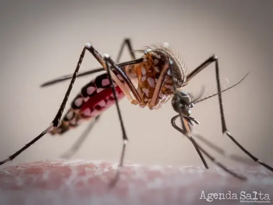 Salud Pública insta a la población a fortalecer las medidas de prevención para evitar las enfermedades transmitidas por mosquitos