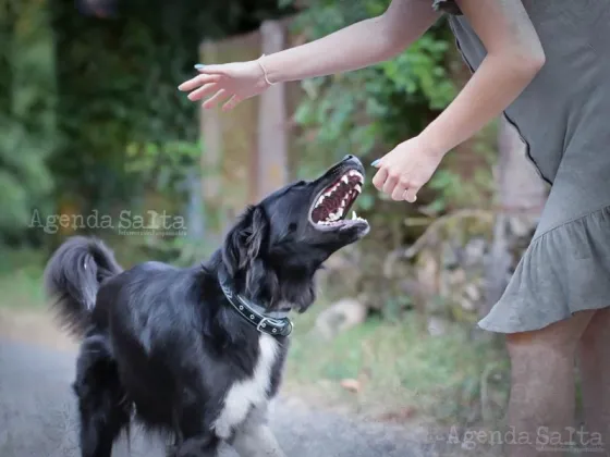 B° Palermo: Salteña fue atacada por perros cuando caminaba hacía el trabajo