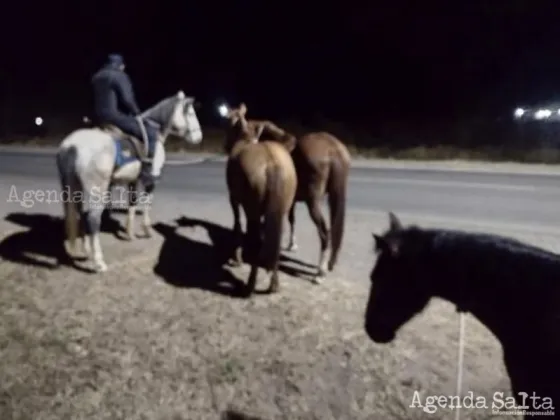 Los animales incautados fueron trasladados hacia la dependencia policial local.