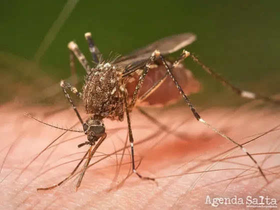 Recomendaciones contra el dengue: la prevención empieza en casa