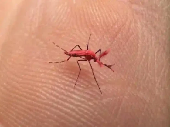 Qué son los nuevos mosquitos rojos que crearon para combatir el dengue y por qué no hay que matarlos