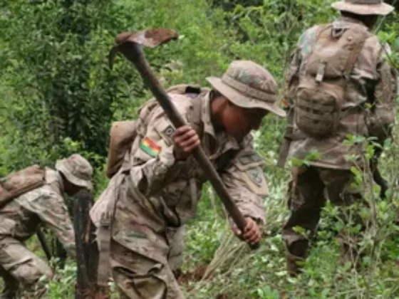 Bolivia intensifica esfuerzos para eliminar plantaciones de coca