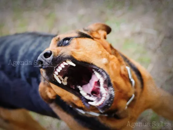 Nenita salteña fue destrozada por el perro del vecino: está internada en el Materno Infantil