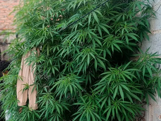 La Policía secuestró plantas de marihuana en una vivienda en zona sudeste