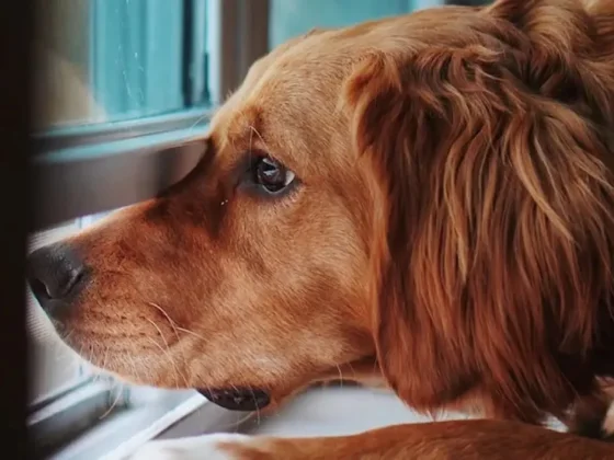 Ni 1 ni 12 horas: cuánto tiempo puede estar solo en casa nuestro perro