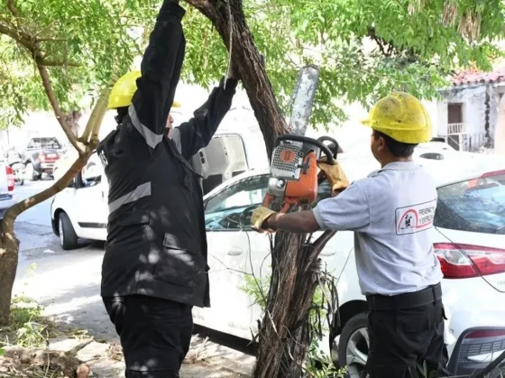 Avanza la extracción árboles secos que corren riesgo de caer en el macrocentro de la ciudad