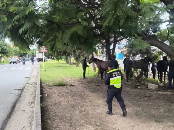 Gran operativo policial por animales sueltos en la vía pública