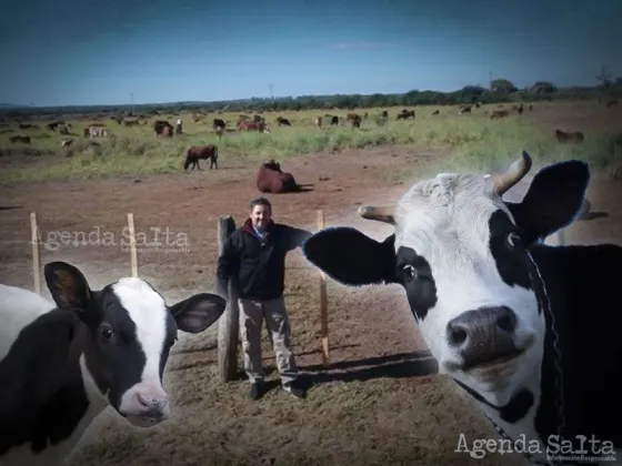 Un productor salteño denunció que cuatreros le robaron 19 vacunos