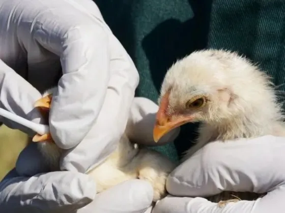 Estas son las enfermedades transmitidas por animales que podrían desatar nuevas epidemias