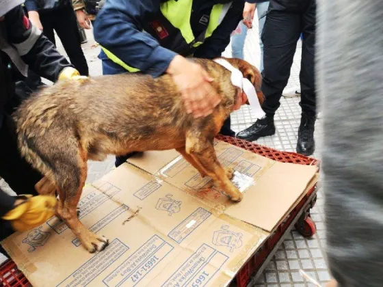 Se descompensó un perrito al llegar a la Catedral