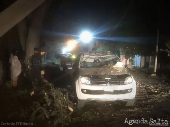 Un árbol cayó sobre una camioneta y la destrozó