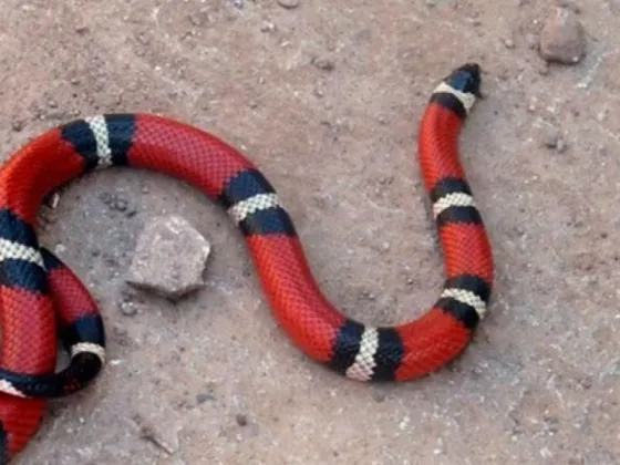 Un hombre intentó subir al colectivo con una serpiente, el chofer se lo impidió y la abandonó en la calle