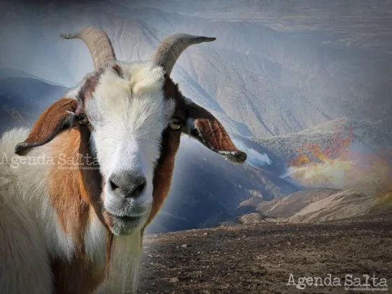 Arde Salta: Por el fuego, se muere ganado en las cumbres donde no pueden acceder los bomberos por falta de equipos y personal