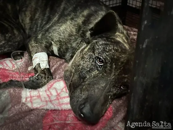 Le pegó un tiro a un perrito en barrio Docente y deberá pagar 100 MIL pesos