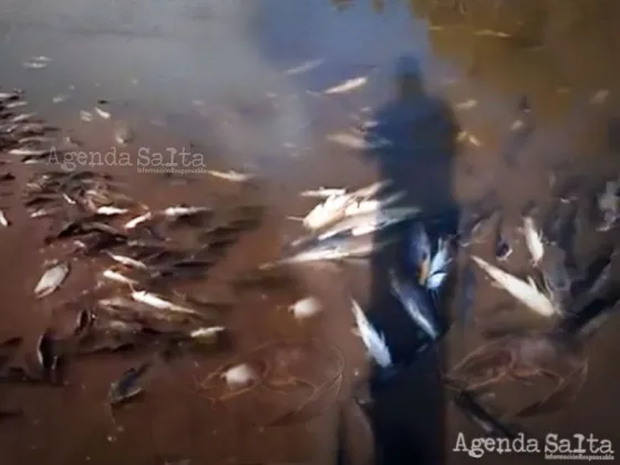 Están exterminando los peces en el Río Bermejo ‘’Hay un líquido verde que ingresa a las aguas del bermejo, entre el puente carretero y Embarcación’’