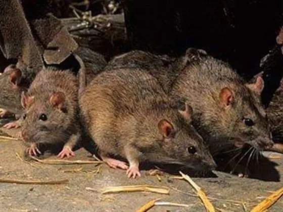 Advierten por un posible brote de hantavirus tras los incendios