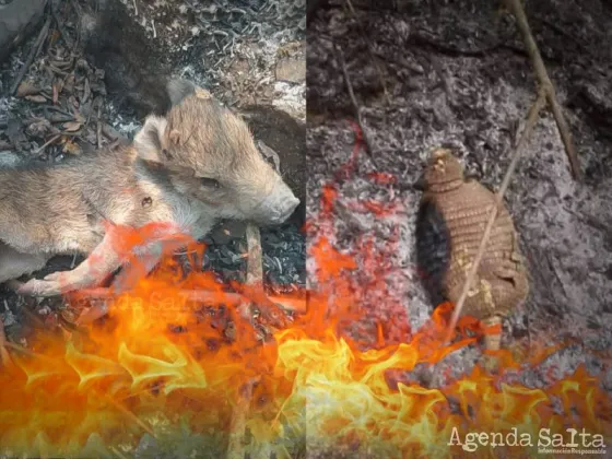 Dolor e impotencia: el fuego arrasó con todo a su paso y mató a muchos animales