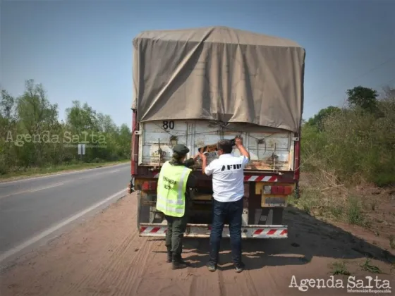 Mais y soja, los granos transportados de manera ilegal.