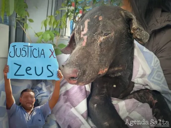 JUSTICIA por "Zeus": Proteccionistas marcharan para pedir por el perrito quemado por una mujer en Floresta