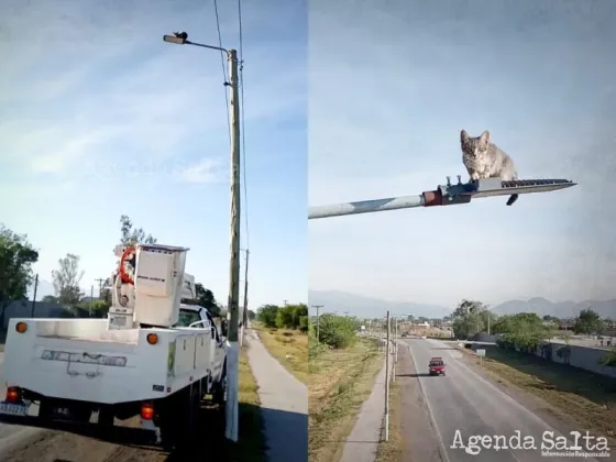 Municipal rescató a un pequeño gatito de un poste de luz a 9 metros de altura