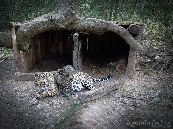 Día Mundial del Yaguareté: El felino más grande de América que lucha por salvarse de la extinción