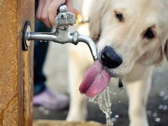 Consejos para que el calor no afecte a los animales de compañía