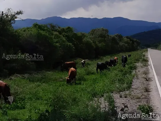 Animales sueltos, accidentes, pésimos servicios. La gente ya no cree en promesas.